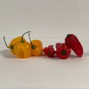 Ajuma (Prijs op aanvraag)